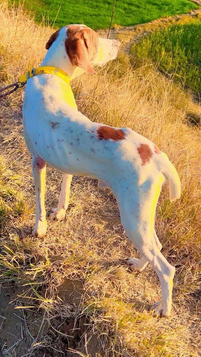 Pointer dog for Sale