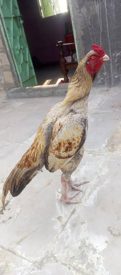 only call WhatsApp number ASEEL murga