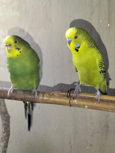 King Size Budgies Pair