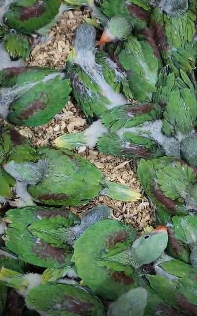 Kashmiri pure Alexander parrot