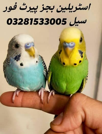 Australian budgies parrot  0328.15. 33.005