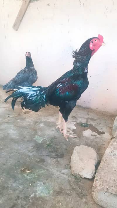 Black beauty available Sirf Shoqeen log contact Karen please