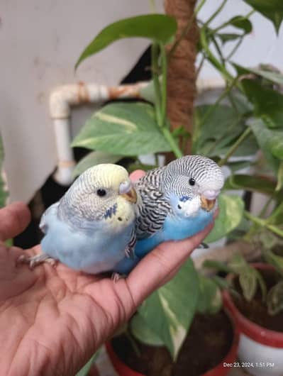 Australian budgies parrot