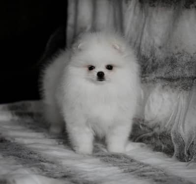 Pomeranian puppy dog for sale