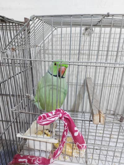 Ringneck male breeder