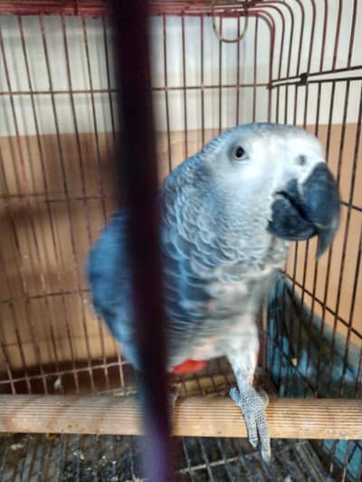 9 years African Grey Parrot Red Factor Full Handtame and Talking