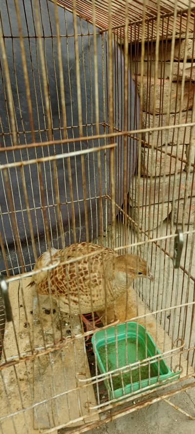 Irani teeter breeder female