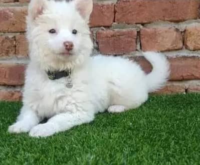 Russian puppy dog for sale my WhatsApp number03468444939