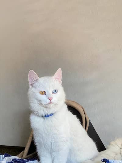 Persian cat white one  blue eye and one brown