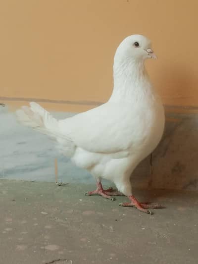 white king pair wtsap no for video 03256971045