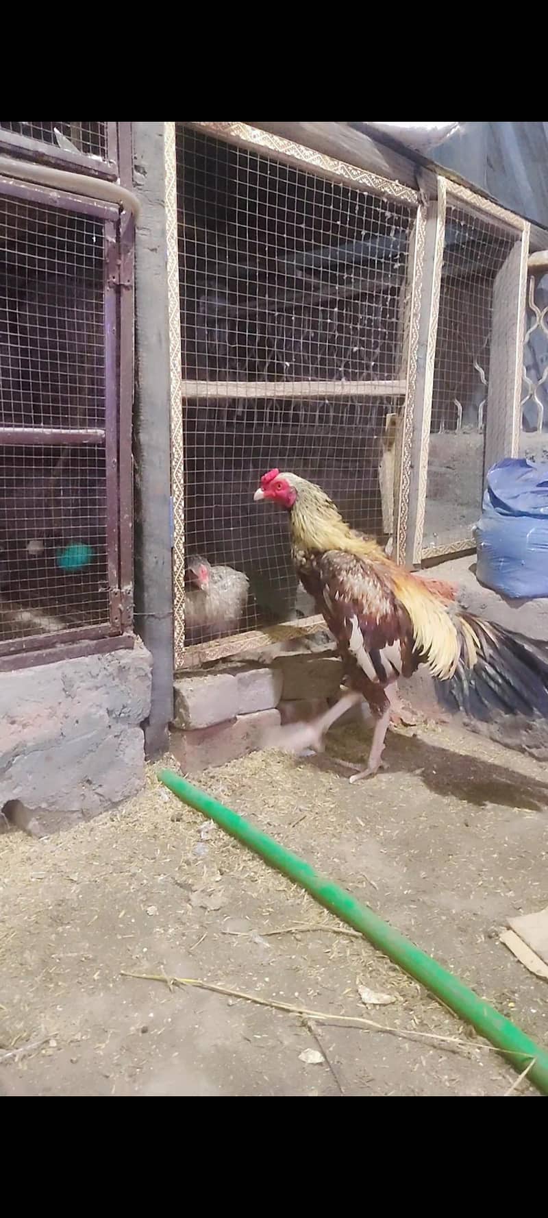 aseel chicks (Pakistani) (Java) (shamo) 4