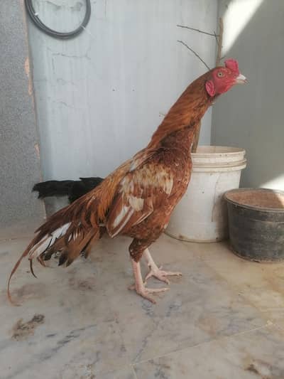 Aseel setup for sale