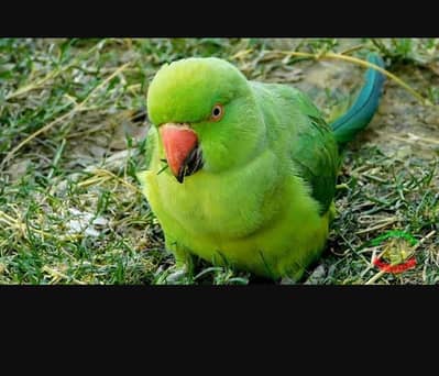 Green female parrot