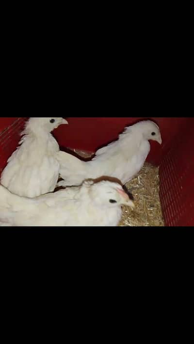 white sebright, buff sebright, Yokohama,ko shamo chicks available