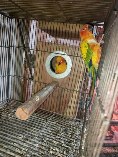 sun conure pair