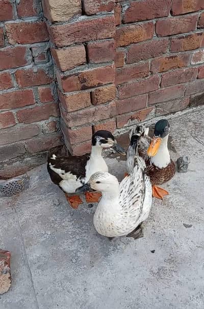 Ducks For Sale