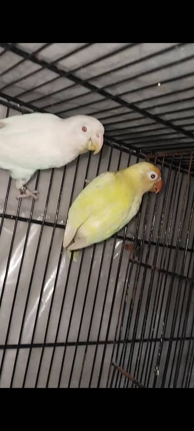 albino red eye male into Decino female