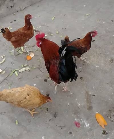 1 male 4 female eggs laying hens for sale 03024894247