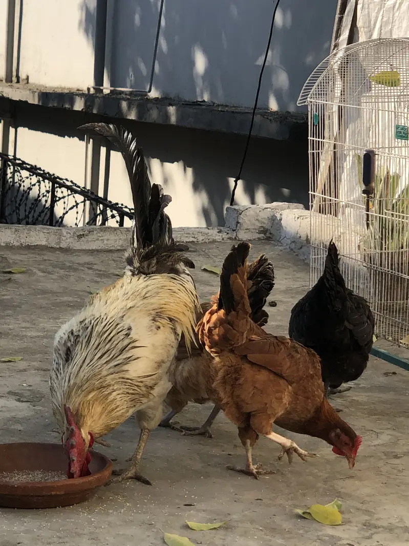 Desi murghiya — photo 4