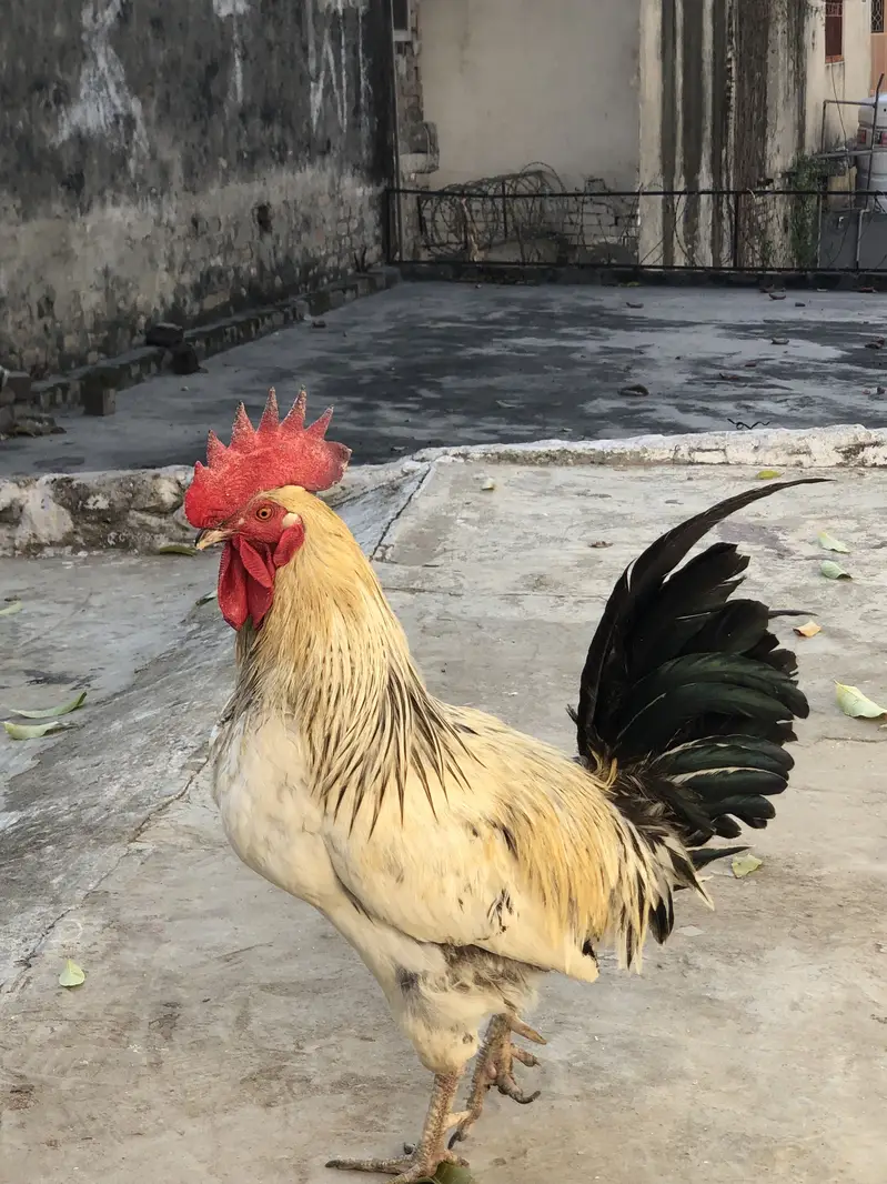 Desi murghiya — photo 5