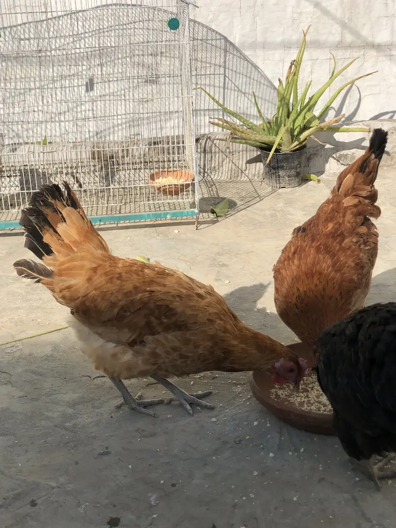 Desi murghiya — photo 6