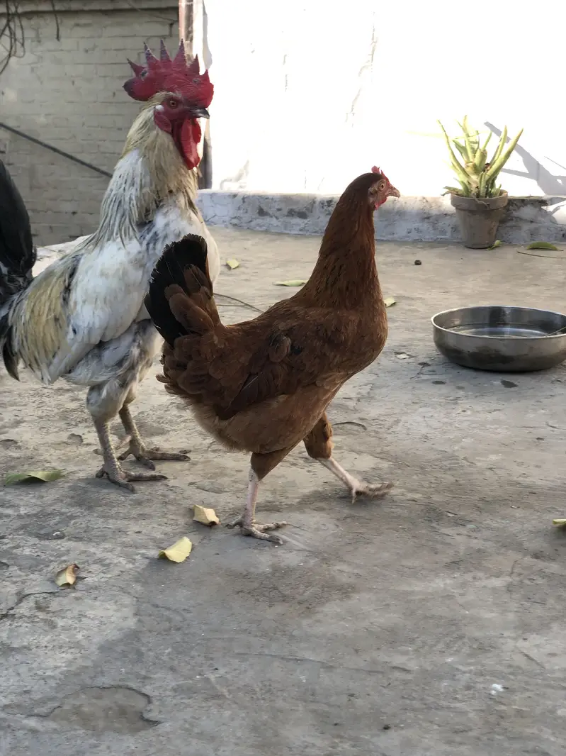 Desi murghiya — photo 7