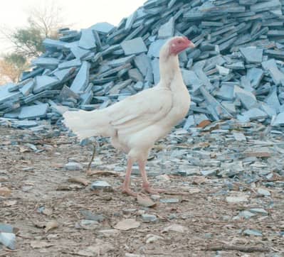 Paper white aseel murgi