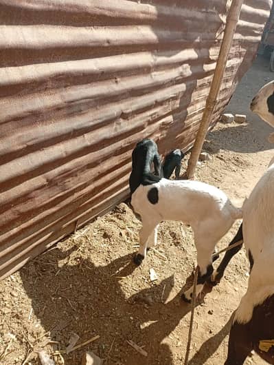 صحت مند بکری دو بچوں کے ساتھ فروخت کے لیے – مکمل فیملی | قیمت 1.5 لاکھ