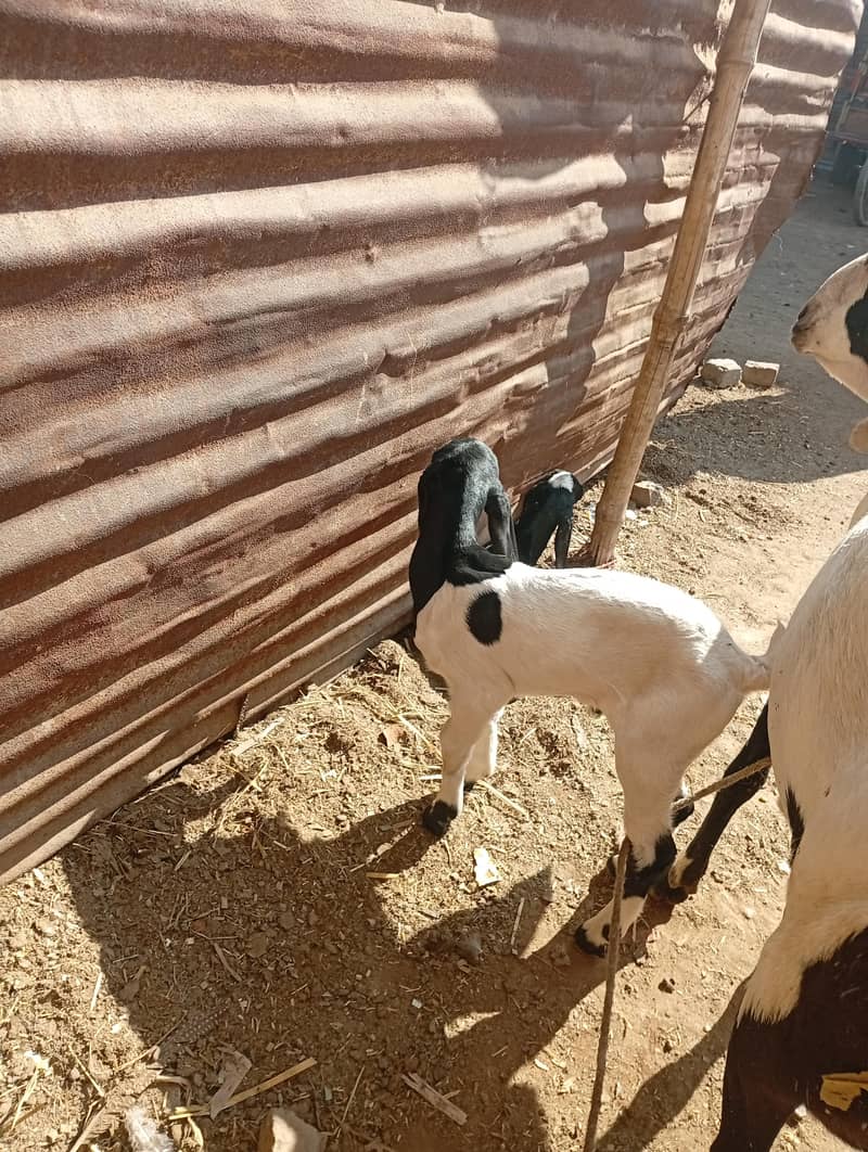 صحت مند بکری دو بچوں کے ساتھ فروخت کے لیے – مکمل فیملی | قیمت 1.5 لاکھ 0