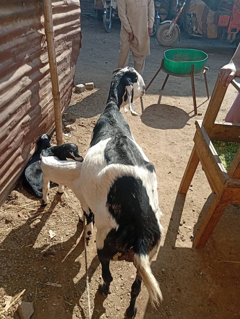 صحت مند بکری دو بچوں کے ساتھ فروخت کے لیے – مکمل فیملی | قیمت 1.5 لاکھ 1