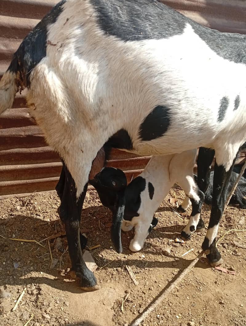 صحت مند بکری دو بچوں کے ساتھ فروخت کے لیے – مکمل فیملی | قیمت 1.5 لاکھ 3