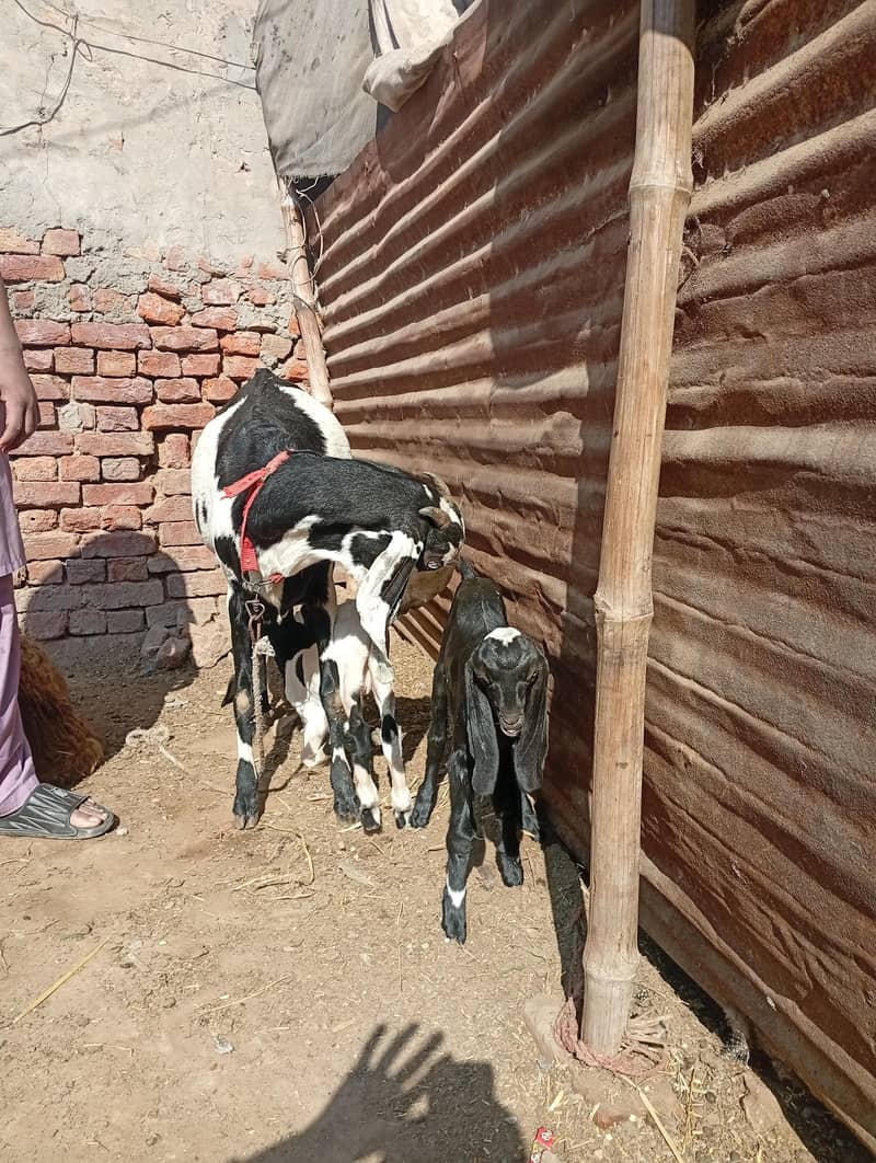 صحت مند بکری دو بچوں کے ساتھ فروخت کے لیے – مکمل فیملی | قیمت 1.5 لاکھ 4