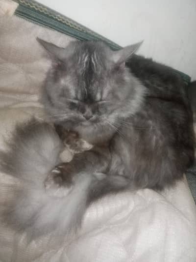 kaloo sell urgent persion