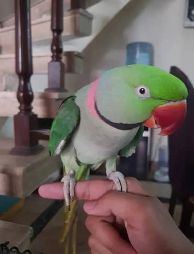 Required raw parrot male handtamed
