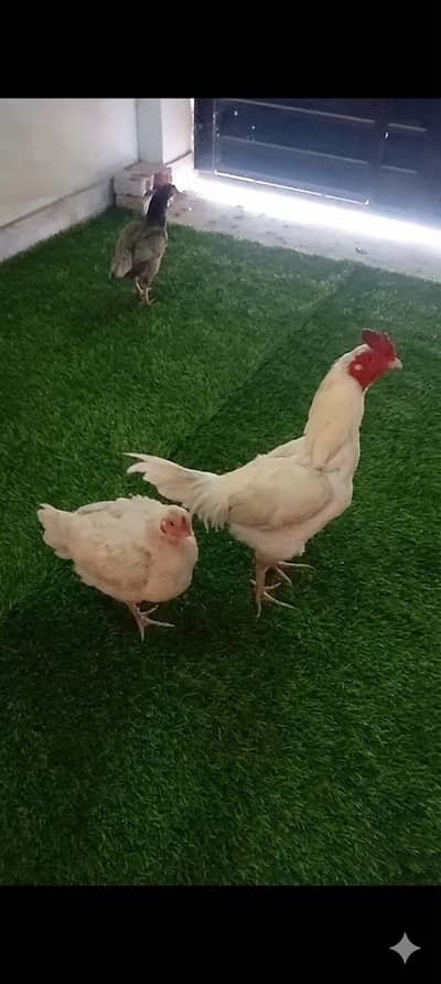 Heera Aseel Male Topla Taj