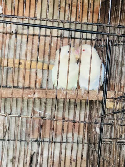 Albino  RE female & black eyes split RE breeder pair & common lotino