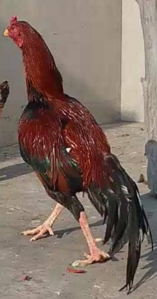 Aseel breeder murgha