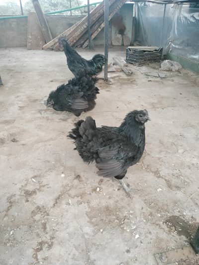 ayyam semani 2 manh chics foresale 2 male 4 female