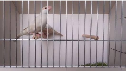 fawab pastel exhibition pair