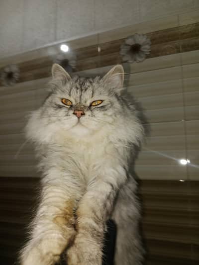 Persian cat