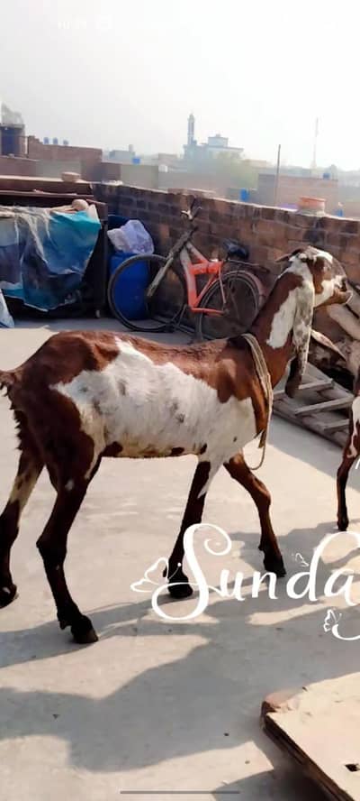 pure amar sari nagri bakri healthy and active