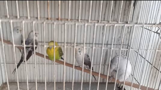 budgie mutation black wing & grey black wing