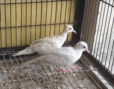 Zebra Albino Dove / Doves For Sale / Qumri / All kind of Doves