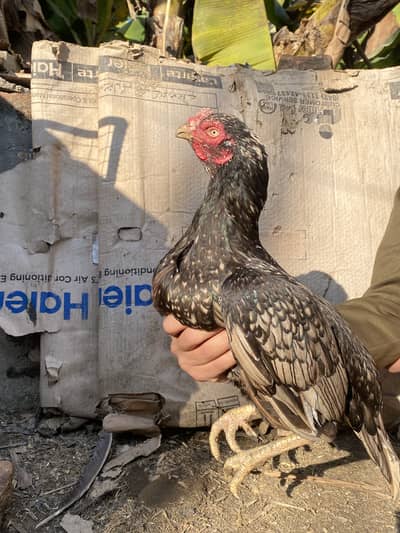 Aseel madian for sale