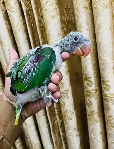 Kashmiri Raw Chick Male