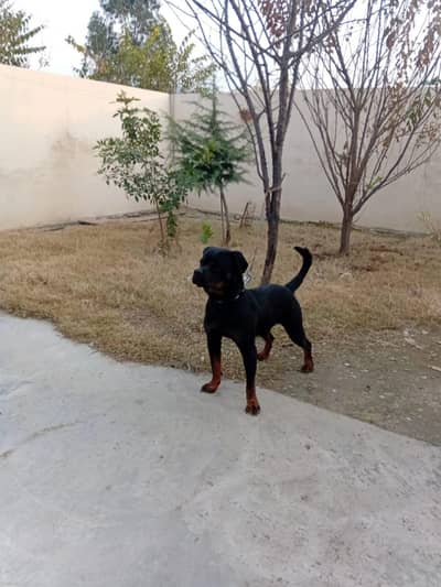 rottweiler male available for stud