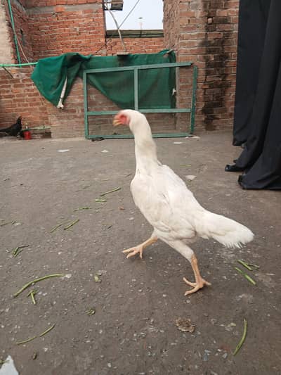 Pure shamoo imported