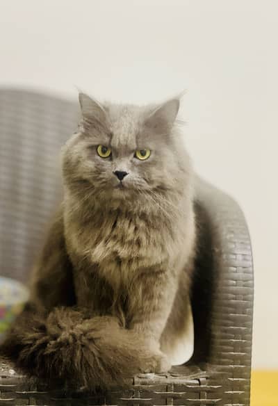 Male persona cat for sale