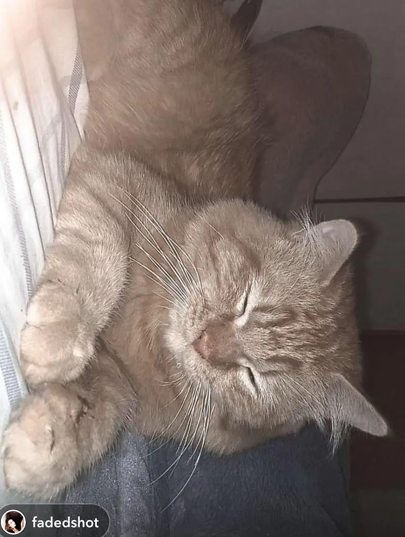 male cat tame — photo 2