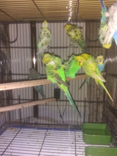 hoboromo rainbow or BF to BW combo and exhibition pairs available